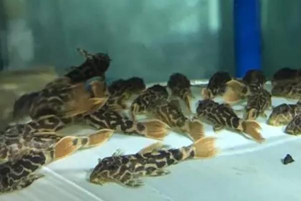 国王迷宫异型鱼好不好养,比较适合新手饲养