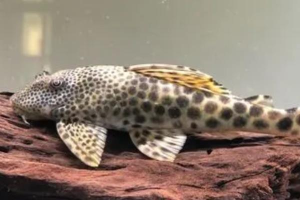 国王迷宫异型鱼好不好养,比较适合新手饲养