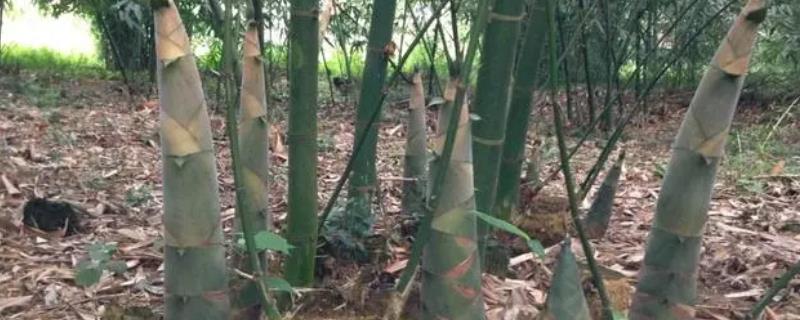 麻竹怎么管理