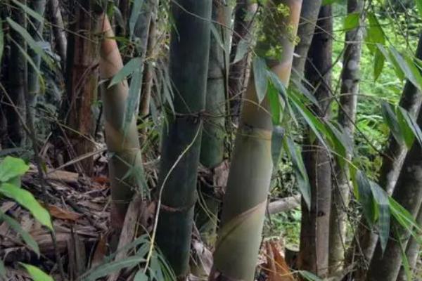 麻竹怎么管理，种植前2年每年需除草培土3-4次