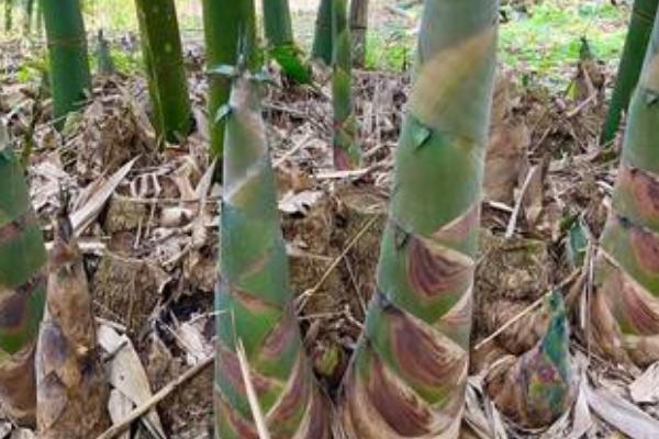 麻竹怎么管理，种植前2年每年需除草培土3-4次