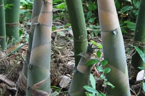 麻竹怎么管理，种植前2年每年需除草培土3-4次