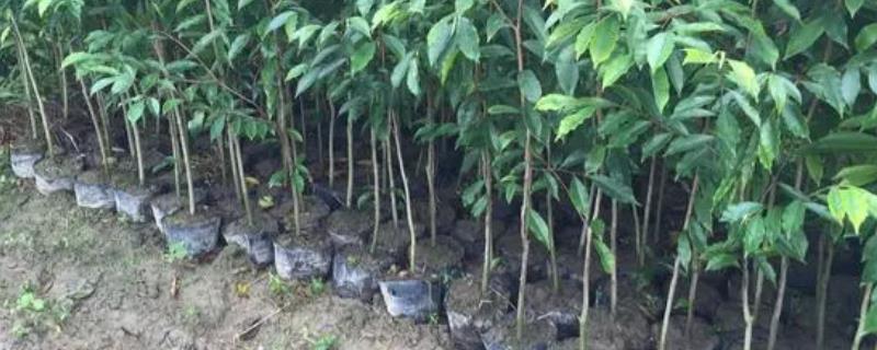 沉香树的种植方法