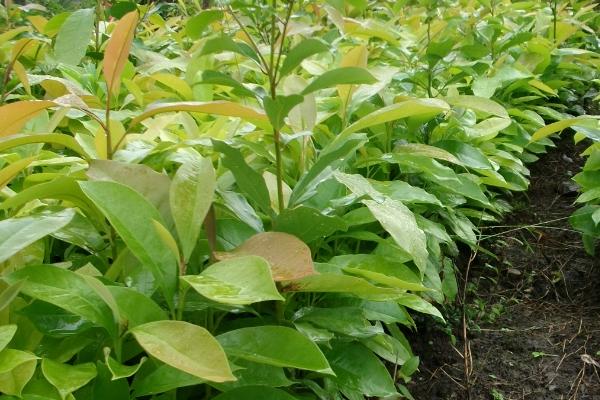 沉香树的种植方法，选择3-4月阴雨天定植