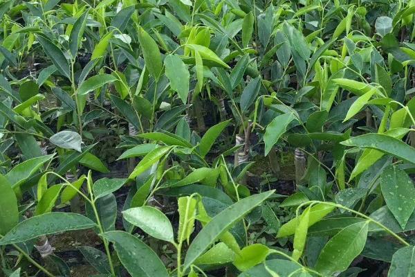 沉香树的种植方法，选择3-4月阴雨天定植