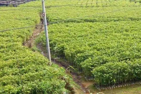 沉香树的种植方法，选择3-4月阴雨天定植