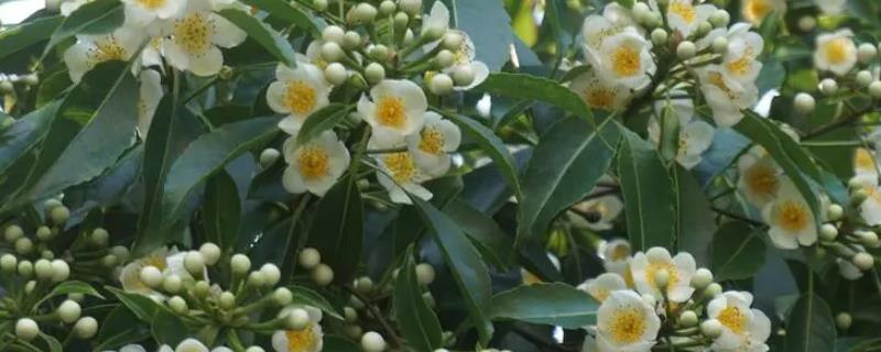 木荷有哪些病虫害