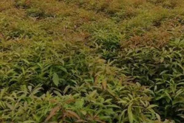 木荷有哪些病虫害,病虫害有褐斑病、地老虎和蛴螬等