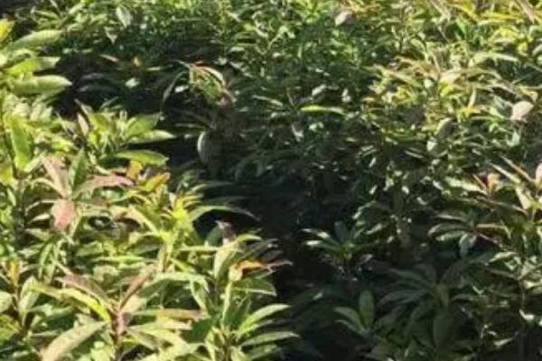 木荷有哪些病虫害,病虫害有褐斑病、地老虎和蛴螬等