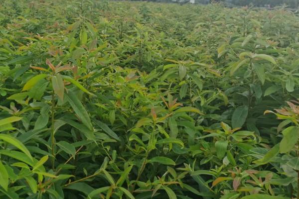 木荷有哪些病虫害,病虫害有褐斑病、地老虎和蛴螬等