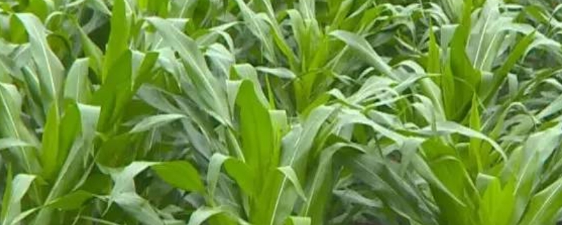 吉科玉885玉米种子特征特性