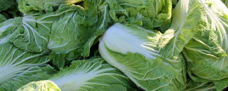 防治白菜烂根病的要点