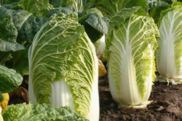 防治白菜烂根病的要点，严禁大水漫灌、避免田间出现积水