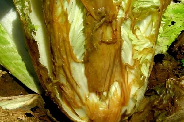 防治白菜烂根病的要点，严禁大水漫灌、避免田间出现积水