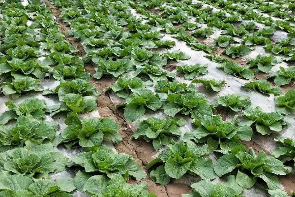 防治白菜烂根病的要点，严禁大水漫灌、避免田间出现积水