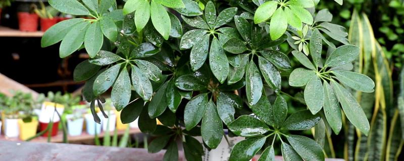 鸭掌木的养殖方法