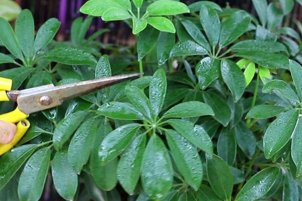 鸭掌木的养殖方法,选择土质深厚、疏松肥沃的土壤为佳