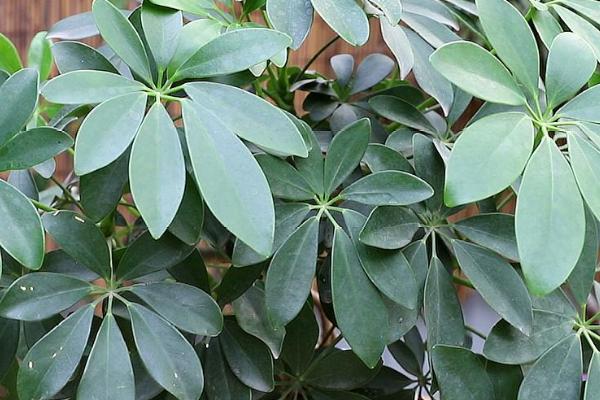 鸭掌木的养殖方法,选择土质深厚、疏松肥沃的土壤为佳