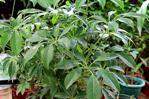 鸭掌木的养殖方法,选择土质深厚、疏松肥沃的土壤为佳