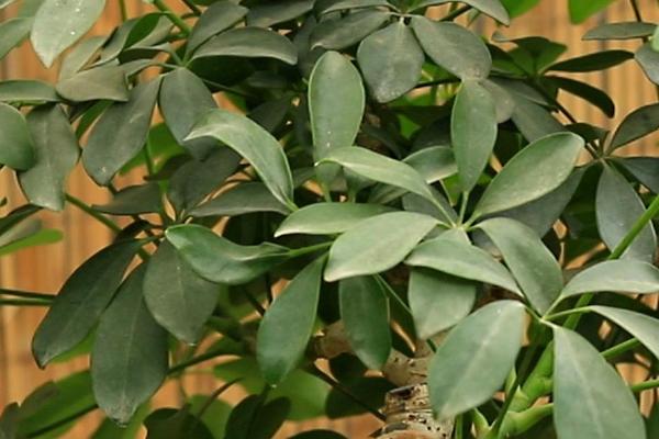 鸭掌木的养殖方法,选择土质深厚、疏松肥沃的土壤为佳