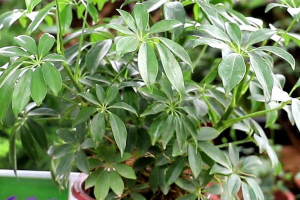 鸭掌木的养殖方法,选择土质深厚、疏松肥沃的土壤为佳