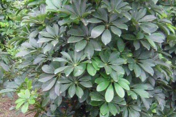 鸭掌木的养殖方法,选择土质深厚、疏松肥沃的土壤为佳