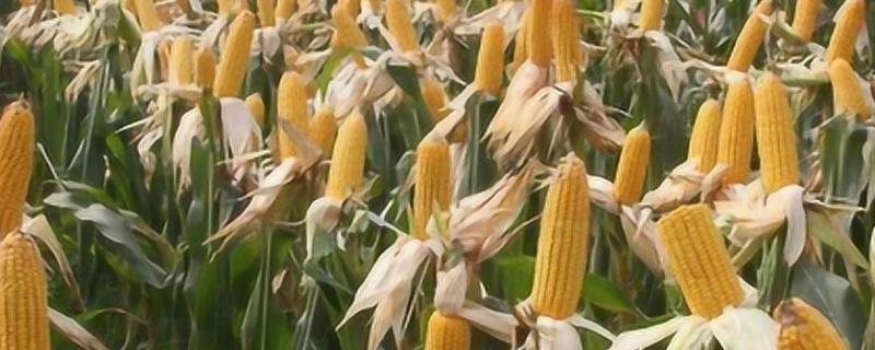 玉米膜下滴灌有什么优势