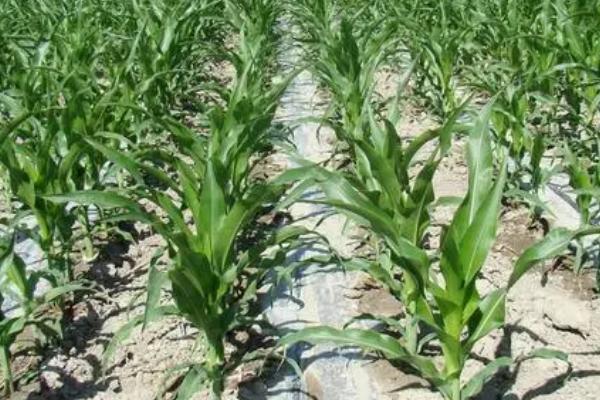 玉米膜下滴灌有什么优势,具有保水、增温、改善土壤性状等作用