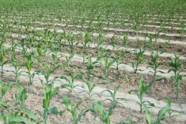 玉米膜下滴灌有什么优势,具有保水、增温、改善土壤性状等作用