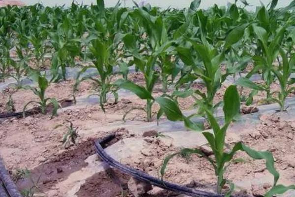 玉米膜下滴灌有什么优势,具有保水、增温、改善土壤性状等作用