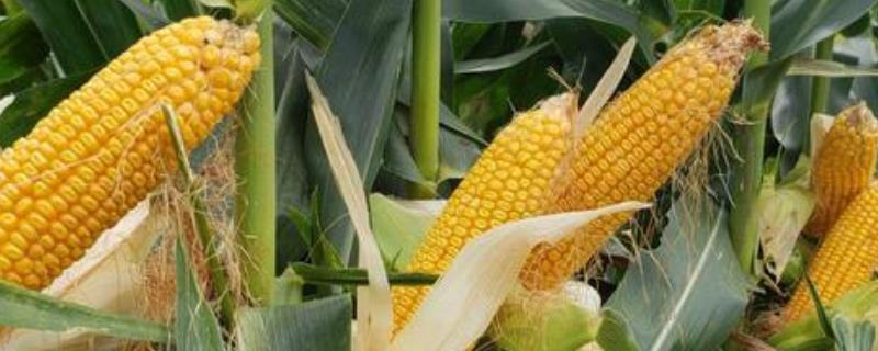 玉米套种黄豆的方法