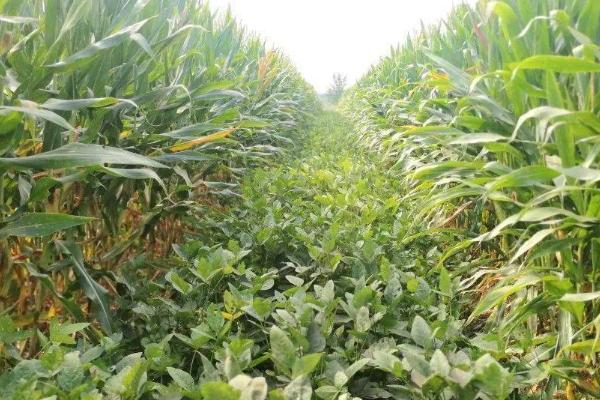 玉米套种黄豆的方法,需按照特定的株行距进行播种