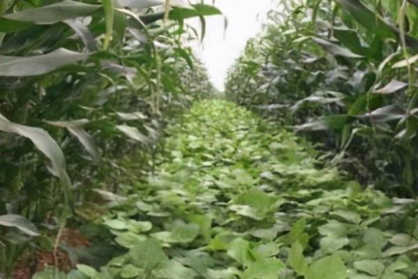 玉米套种黄豆的方法,需按照特定的株行距进行播种