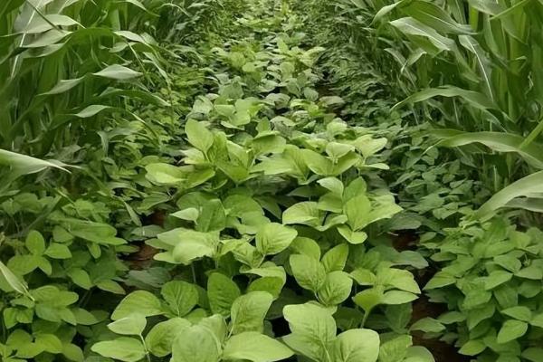 玉米套种黄豆的方法,需按照特定的株行距进行播种