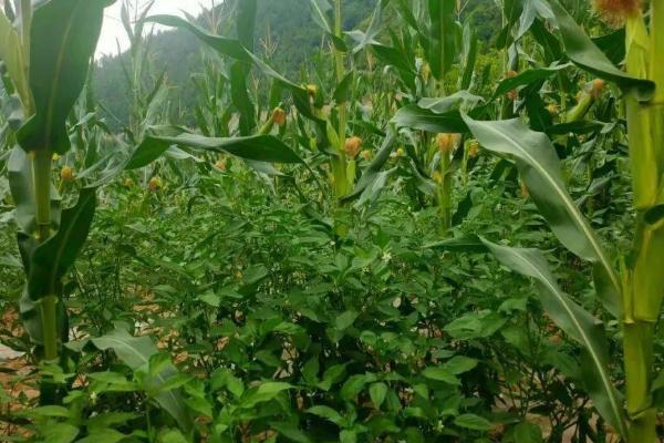 玉米套种黄豆的方法,需按照特定的株行距进行播种