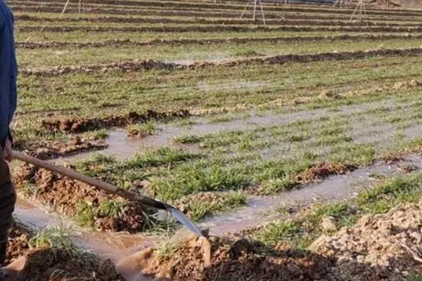 小麦冬灌方法,必须考虑这三大因素