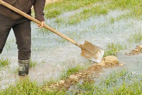 小麦冬灌方法,必须考虑这三大因素