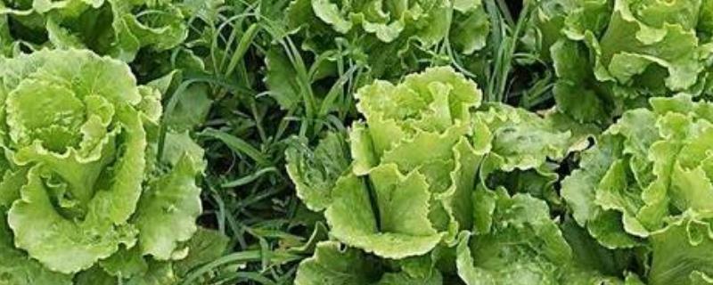 生菜枯萎病