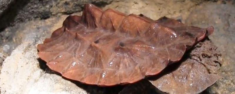 枯叶龟好不好养