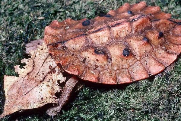 枯叶龟好不好养,自我保护能力比较强容易饲养