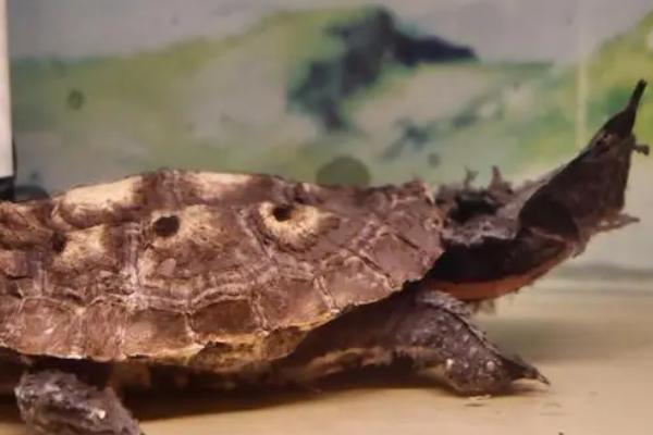 枯叶龟好不好养,自我保护能力比较强容易饲养