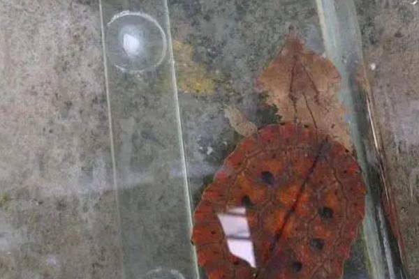 枯叶龟好不好养,自我保护能力比较强容易饲养