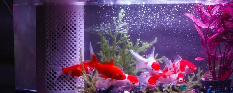 鱼缸水少了怎么加水
