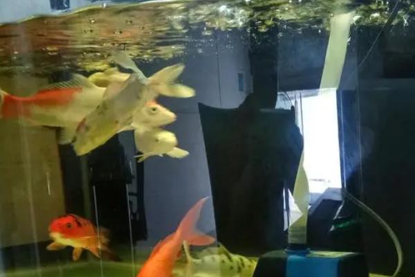 鱼缸水少了怎么加水,自来水必须要晾晒后再使用