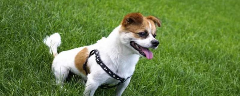 狗身上有蜱虫如何处理