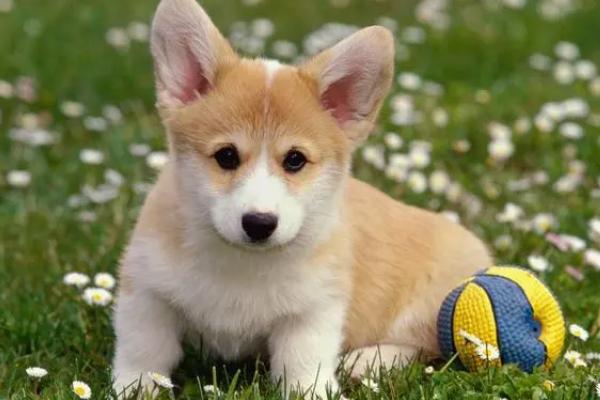 狗身上有蜱虫如何处理,可对准蜱虫喷洒体外驱虫药