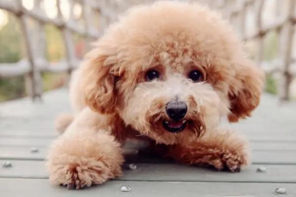 狗身上有蜱虫如何处理,可对准蜱虫喷洒体外驱虫药