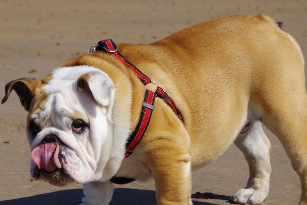 狗身上有蜱虫如何处理,可对准蜱虫喷洒体外驱虫药