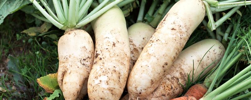 如何对萝卜使用硼肥
