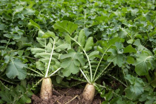 如何对萝卜使用硼肥,可拌土撒入种沟内